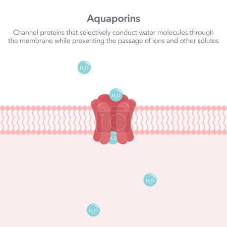 Ilustración de Acuaporinas canal de agua proteínas ciencia vector ilustración gráfica - Imagen libre de derechos