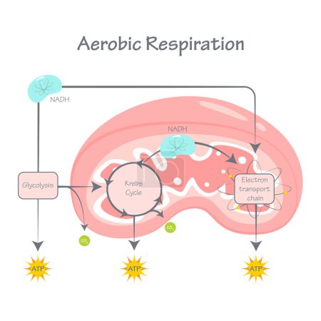 Ilustración de Respiración aeróbica celular en el vector mitocondrial ilustración gráfica - Imagen libre de derechos
