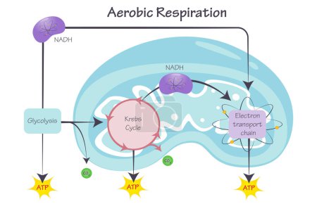 Ilustración de Respiración aeróbica celular en las mitocondrias - Imagen libre de derechos