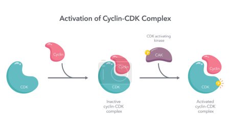 Illustration for Activation of Cyclin CDK Complex scientific vector illustration infographic - Royalty Free Image