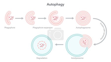 Illustration for Autophagy degradation of the cell science vector illustration diagram - Royalty Free Image