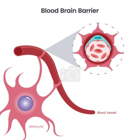 Téléchargez les illustrations : Barrière du cerveau sanguin Illustration vectorielle scientifique BBB - en licence libre de droit