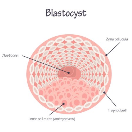 Ilustración de Diagrama presentación diapositiva de un blastocisto - Imagen libre de derechos