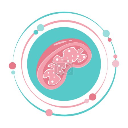 Téléchargez les illustrations : Illustration vectorielle scientifique isolée symbole graphique d'une mitochondrie organite - en licence libre de droit