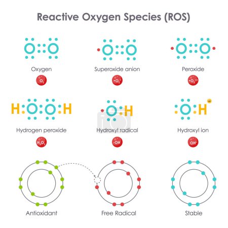 Téléchargez les illustrations : Schéma d'illustration vectoriel de biochimie ROS des espèces réactives d'oxygène - en licence libre de droit