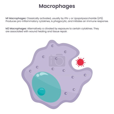 Macrophage monocyte white blood cell vector illustration graphic