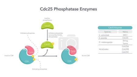 Illustration for Cdc25 Phosphatase Enzymes vector illustration diagram - Royalty Free Image
