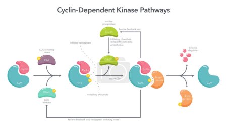 Illustration for Cyclin Dependent Kinase Activation Pathway science vector illustration infographic - Royalty Free Image