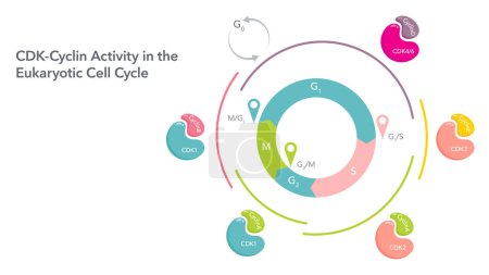 Ilustración de Infografía de la actividad de la ciclina CDK en el vector de biología del ciclo celular - Imagen libre de derechos
