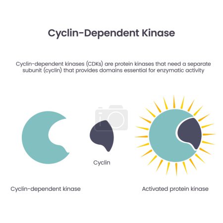 Ilustración de Cyclin quinasas dependientes vector científico ilustración infografía - Imagen libre de derechos