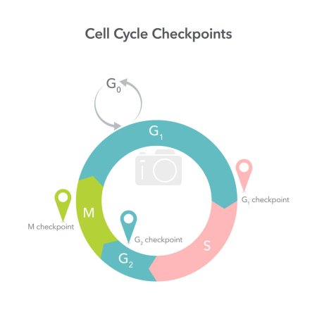 Illustration for Cell Cycle Checkpoints science vector illustration graphic - Royalty Free Image