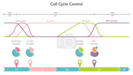 Ilustración de Ciclo celular Control Ciclo CDK Complejos ciencia vector ilustración infografía - Imagen libre de derechos