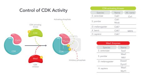 Téléchargez les illustrations : Contrôle de l'activité CDK dans le diagramme vectoriel de la science du cycle cellulaire - en licence libre de droit