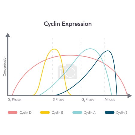 Ilustración de Ciclo de expresión ciclina ciencia vector ilustración infografía - Imagen libre de derechos