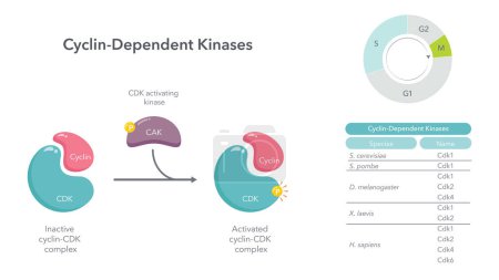 Illustration for Cyclin Dependent Kinases scientific vector illustration diagram - Royalty Free Image