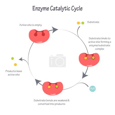 Téléchargez les illustrations : Schéma d'un vecteur de science du cycle catalytique enzymatique illustration - en licence libre de droit