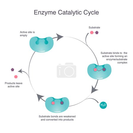 Ilustración de Diagrama de una ilustración del vector de ciencia del ciclo catalítico enzimático - Imagen libre de derechos