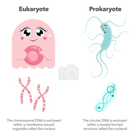 Illustration for Eukaryotes versus Prokaryotes science vector illustration cartoon infographic - Royalty Free Image