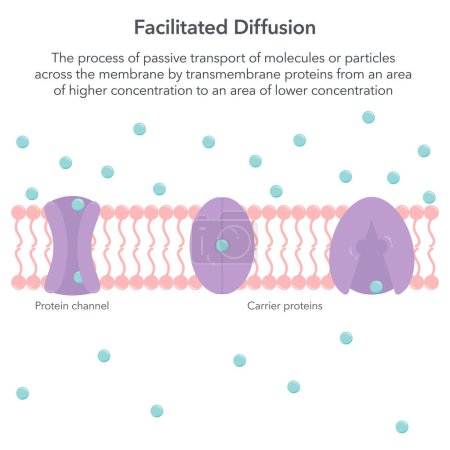 Difusión facilitada biología vector ilustración infografía