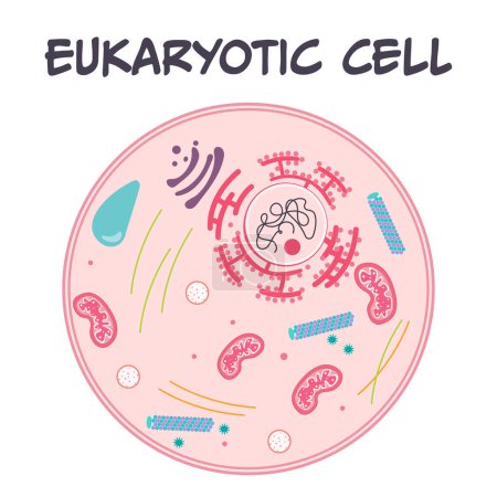 Téléchargez les illustrations : Diagramme d'une illustration vectorielle de cellule eucaryote graphique - en licence libre de droit