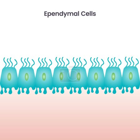 Illustration for Ependymal Cells scientific vector illustration background - Royalty Free Image