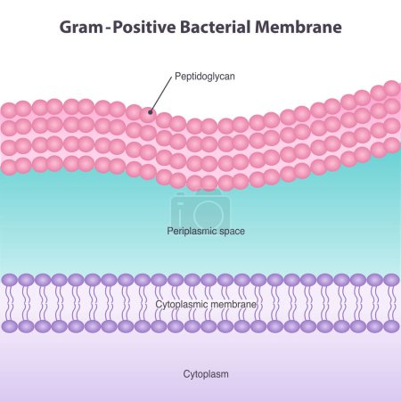 Téléchargez les illustrations : Illustration de diagramme de membrane bactérienne à Gram positif - en licence libre de droit