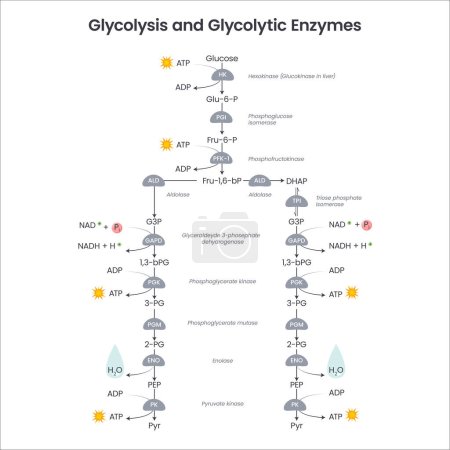 Illustration for Glycolysis biochemistry science vector illustration diagram - Royalty Free Image