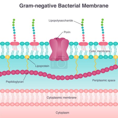 Téléchargez les illustrations : Illustration vectorielle de diagramme à membrane bactérienne Gram négatif - en licence libre de droit