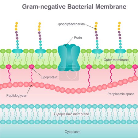 Gram-negative bacterial membrane diagram vector illustration