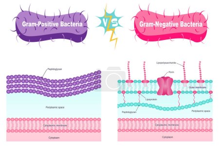 Illustration for Gram-positive versus gram-negative bacterial membrane diagram - Royalty Free Image