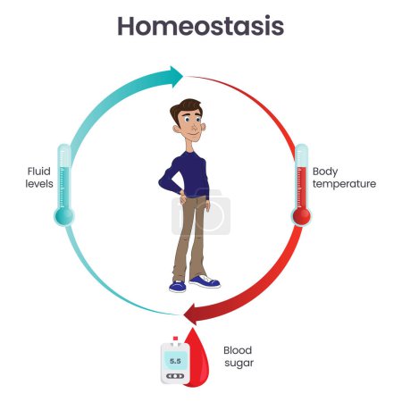 Biologie homéostasie science vectoriel illustration infographie
