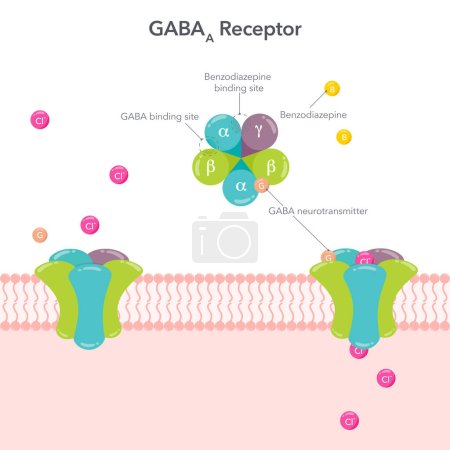 Illustration for Gaba receptor neurology vector illustration graphic - Royalty Free Image