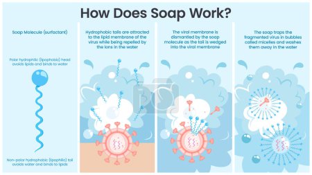Ilustración de Cómo funciona el jabón vector ilustración infografía - Imagen libre de derechos