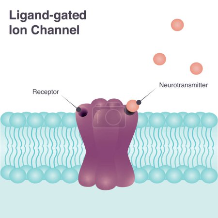Ligand-gated Ionenkanal-Diagramm