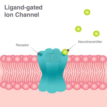 Illustration for Ligand-gated Ion Channel diagram - Royalty Free Image