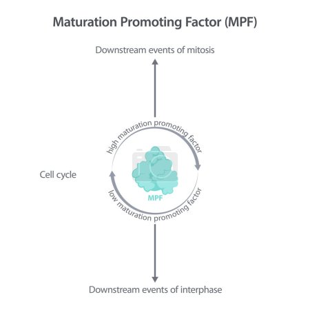 Illustration for Maturation promoting factor MPF science vector infographic - Royalty Free Image