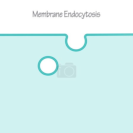 Illustration for Membrane endocytosis blank template vector illustration - Royalty Free Image