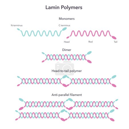 Illustration for Lamin polymers science vector illustration infographic - Royalty Free Image