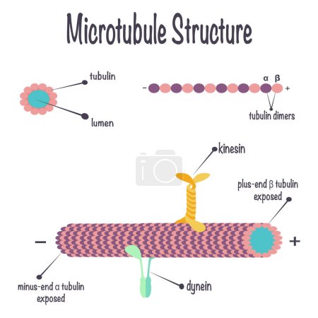 Illustration for Structure of microtubules and their assembly - Royalty Free Image