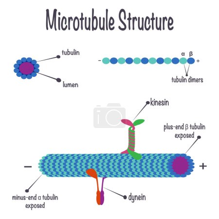 Illustration for Structure of microtubules and their assembly - Royalty Free Image