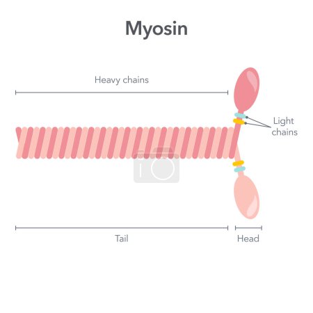 Ilustración de Diagrama de ilustración del vector científico de la molécula de miosina - Imagen libre de derechos