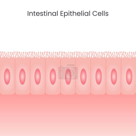 Ilustración de Células epiteliales intestinales vector de fondo - Imagen libre de derechos
