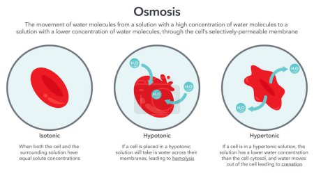 Illustration for Osmosis in red blood cells science vector illustration diagram - Royalty Free Image