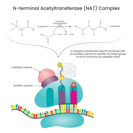 Ilustración de N-terminal Acetiltransferasa NAT Diagrama de ilustración de vectores complejos - Imagen libre de derechos