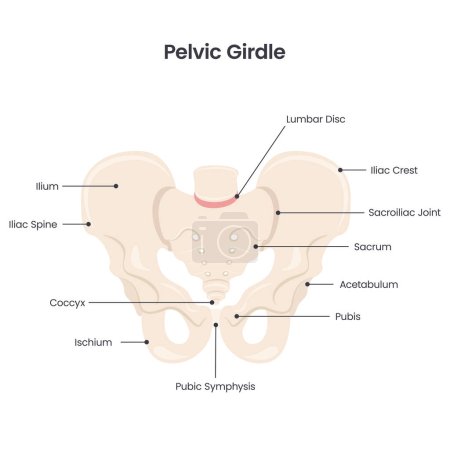 Illustration for Pelvic Girdle scientific vector illustration diagram - Royalty Free Image