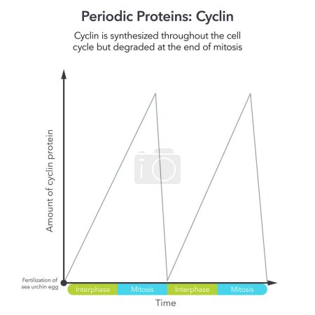Illustration for Periodic protein cyclin science vector infographic - Royalty Free Image