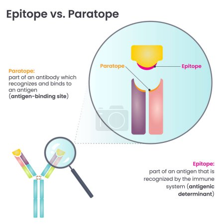 Ilustración de Epítopo versus diagrama de ilustración del vector paratope - Imagen libre de derechos