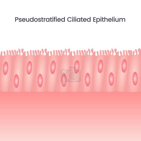 Ilustración de Ilustración gráfica del vector epitelio ciliado pseudoestratificado - Imagen libre de derechos