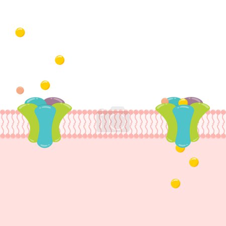 Ilustración de Transmembrana receptor porina canal iónico plantilla vector ilustración gráfica - Imagen libre de derechos