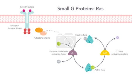Ilustración de Pequeñas proteínas G Ras diagrama de vectores científicos - Imagen libre de derechos